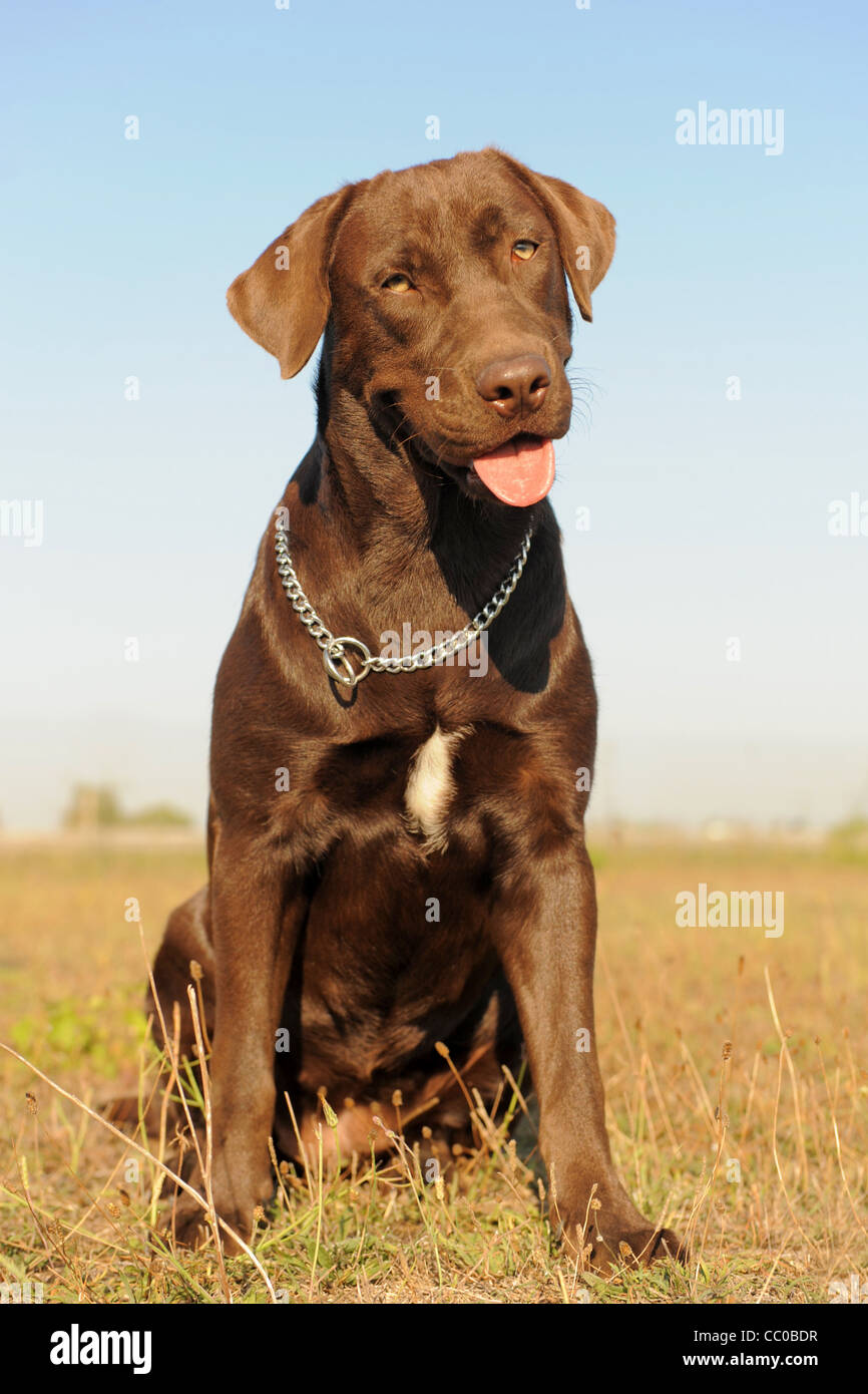 Femelle pure race labrador retriever dans un champ Banque D'Images Femelle pure race labrador retriever dans un champ Banque D'Images
