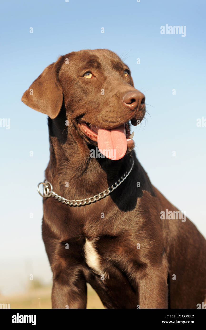 Femelle pure race labrador retriever dans un champ Banque D'Images Femelle pure race labrador retriever dans un champ Banque D'Images
