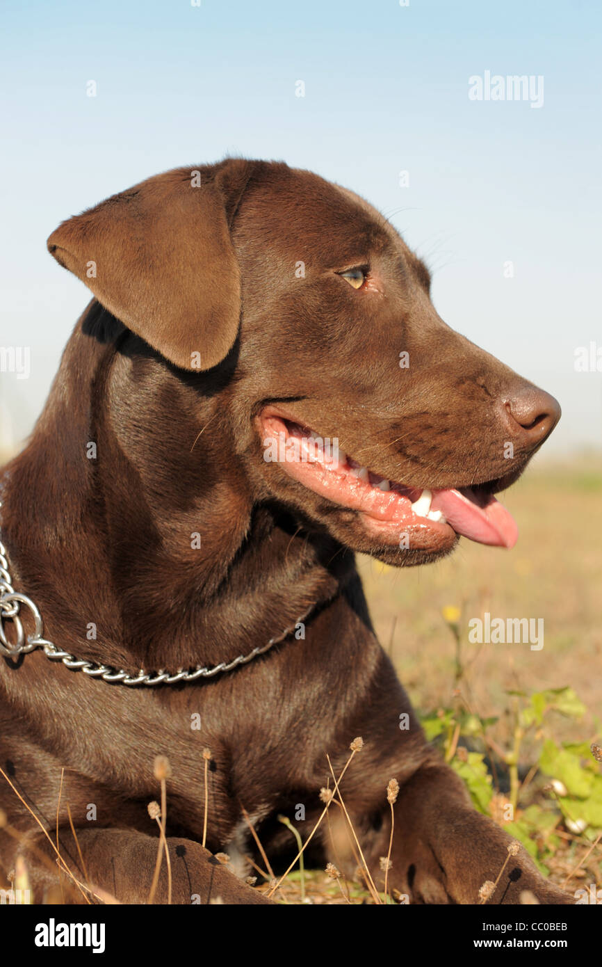 Femelle pure race labrador retriever dans un champ Banque D'Images Femelle pure race labrador retriever dans un champ Banque D'Images