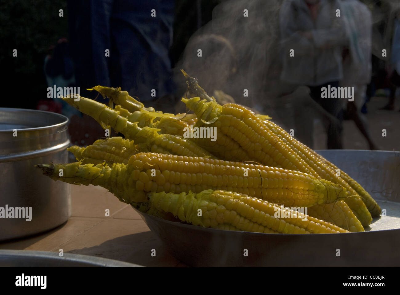 Le maïs (Zea mays), un grain de la nourriture à partir de la famille des Poacées. Banque D'Images