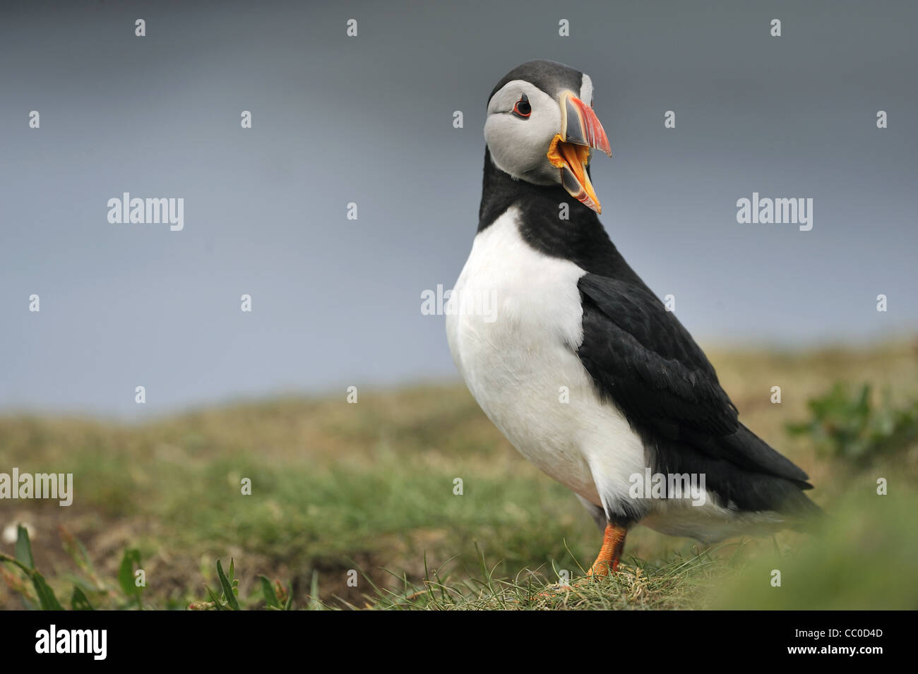 Macareux moine - Commun - Macareux moine (Fratercula arctica perroquet de mer) crier avant la pluie Banque D'Images