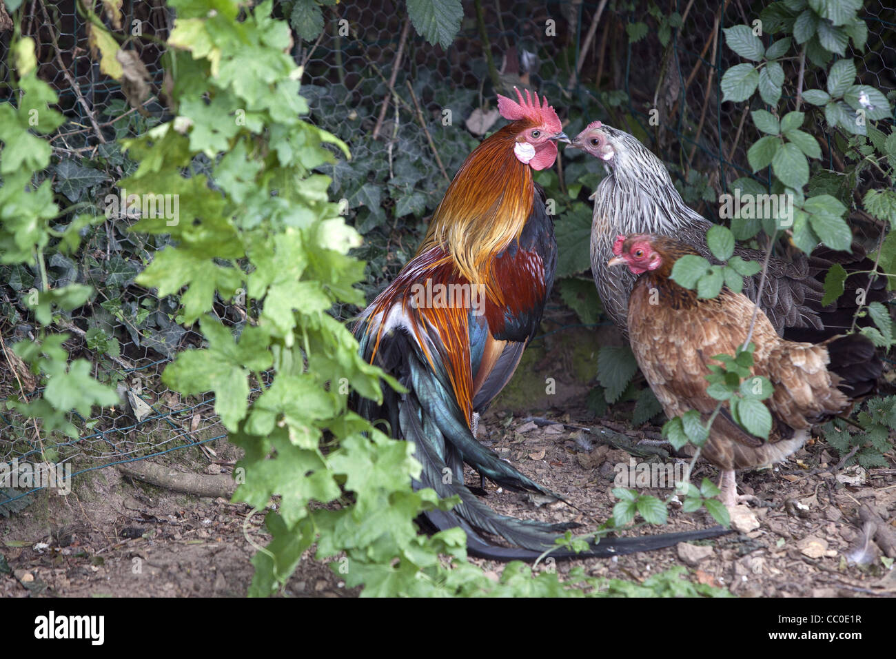 Poules et coq de basse-cour, ROHAIRE, Eure-et-Loir (28), FRANCE Banque D'Images