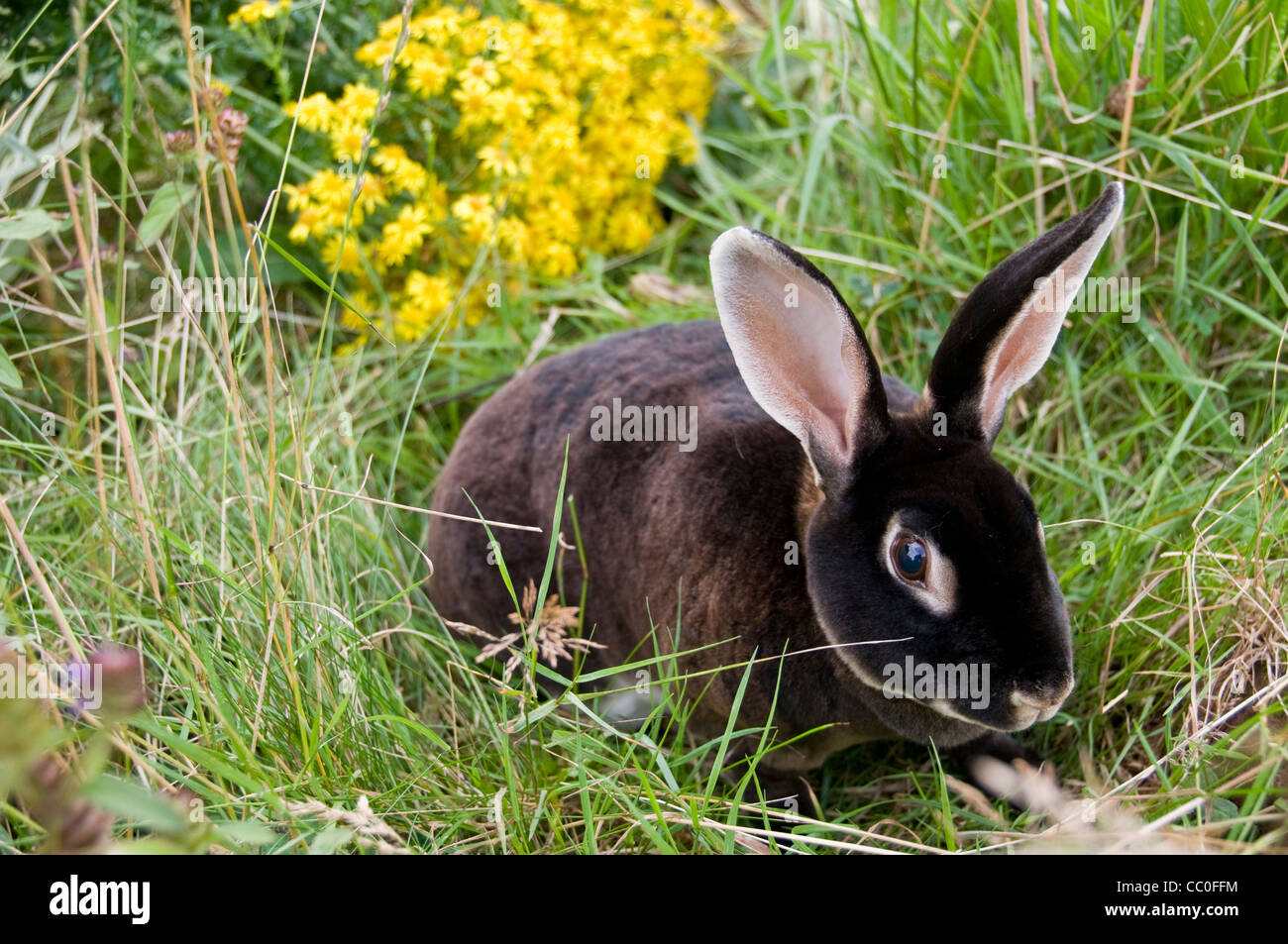 lapin noir Banque D'Images