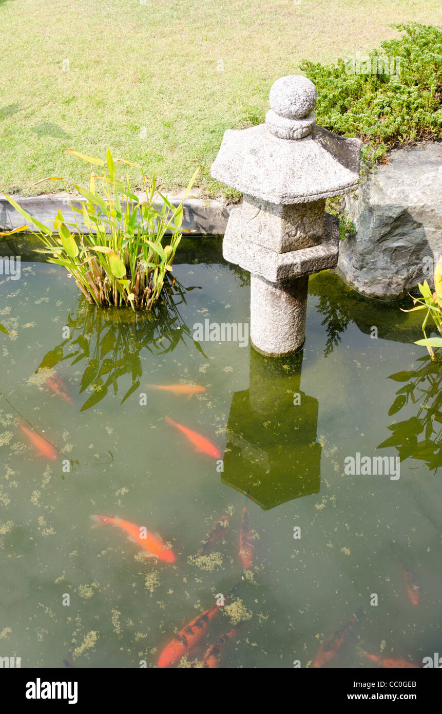 Nager dans l'étang de koi par lanterne japonaise au jardin Japonais à  Chiang Mai Thaïlande Photo Stock - Alamy