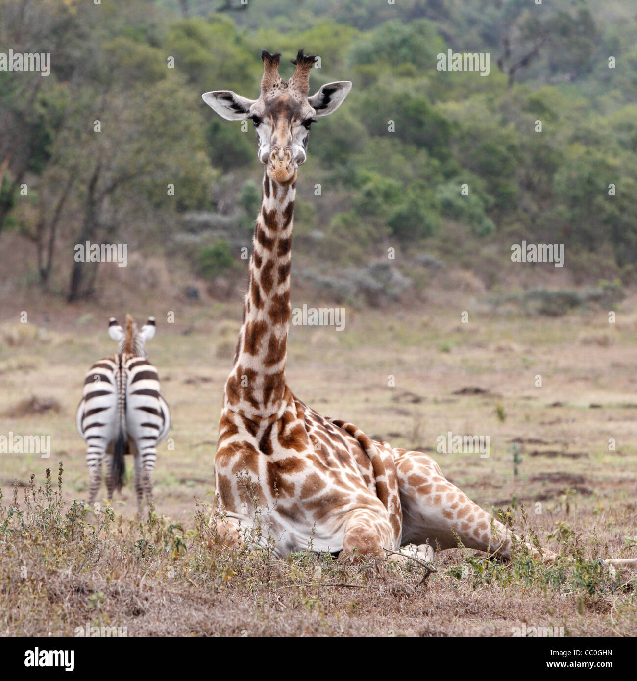 La girafe, le Parc National d'Arusha, Tanzanie Banque D'Images