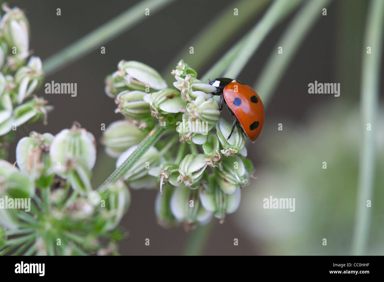 7-spot Ladybird Coccinella septempunctata sur un umbellifer seed head Banque D'Images