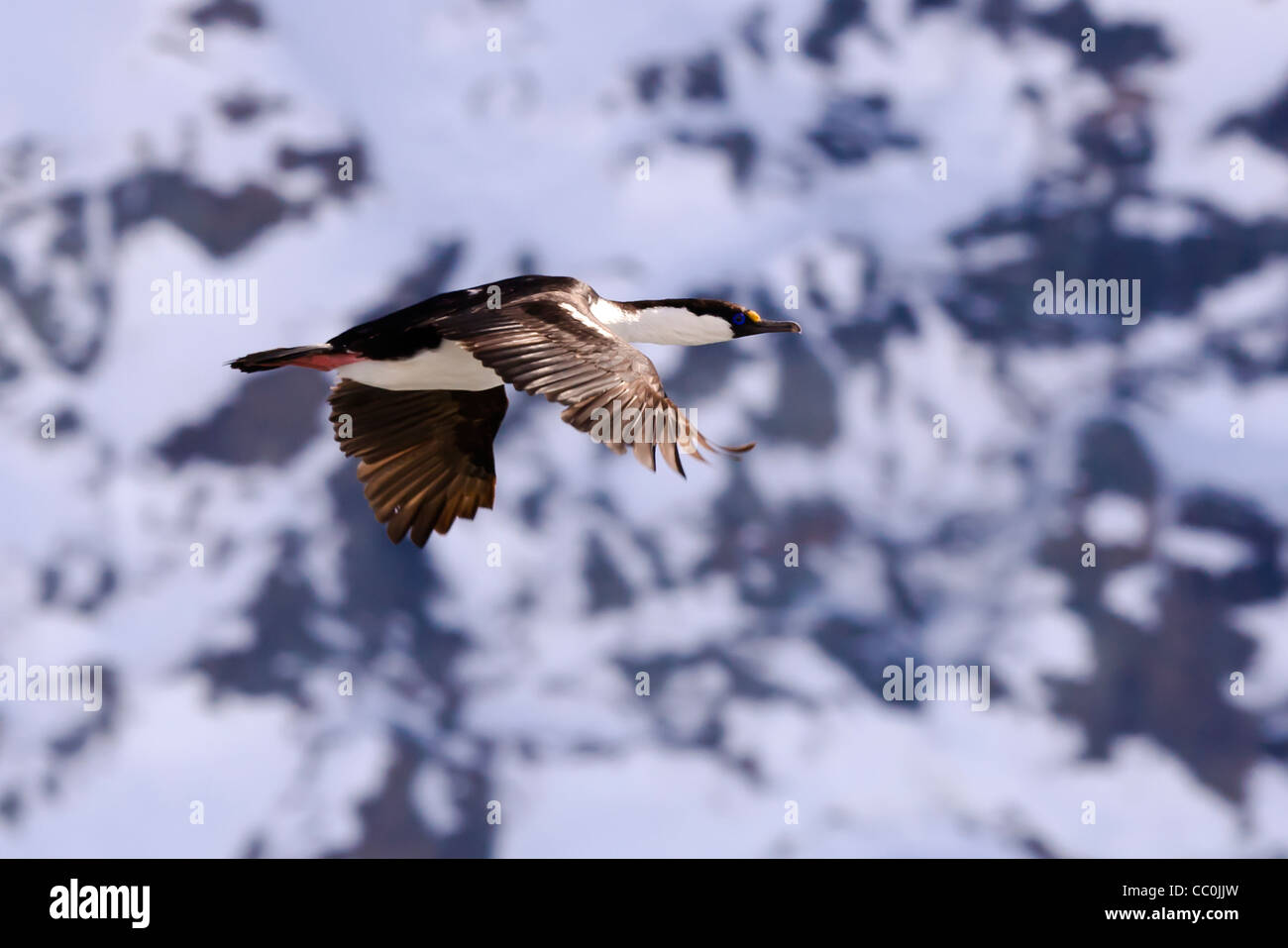 Blue Eyed shag Antarctique Wild Banque D'Images