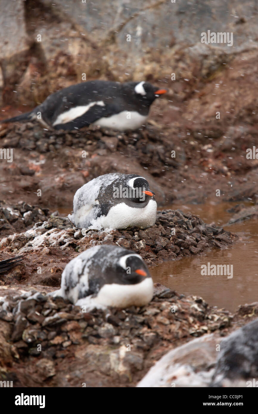 Gentoo pingouin antarctique Pygoscelis papua rouge-orange lumineux de nidification bill Péninsule Antarctique cailloux rochers assis nidification Wil Banque D'Images