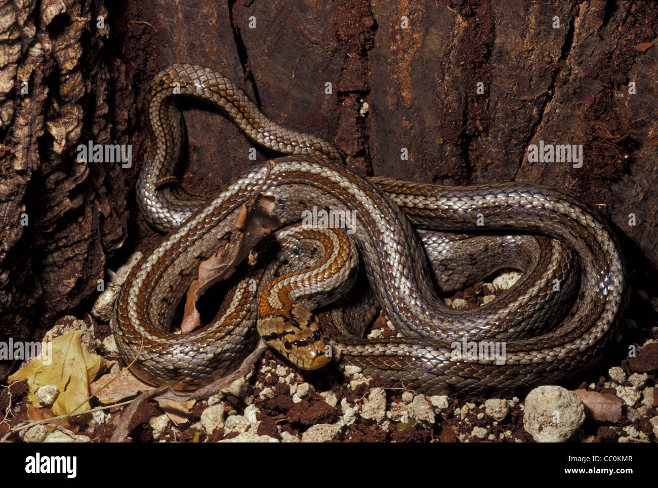 Serpent Zamenis situla, Leopard Colubridae, Italie Banque D'Images