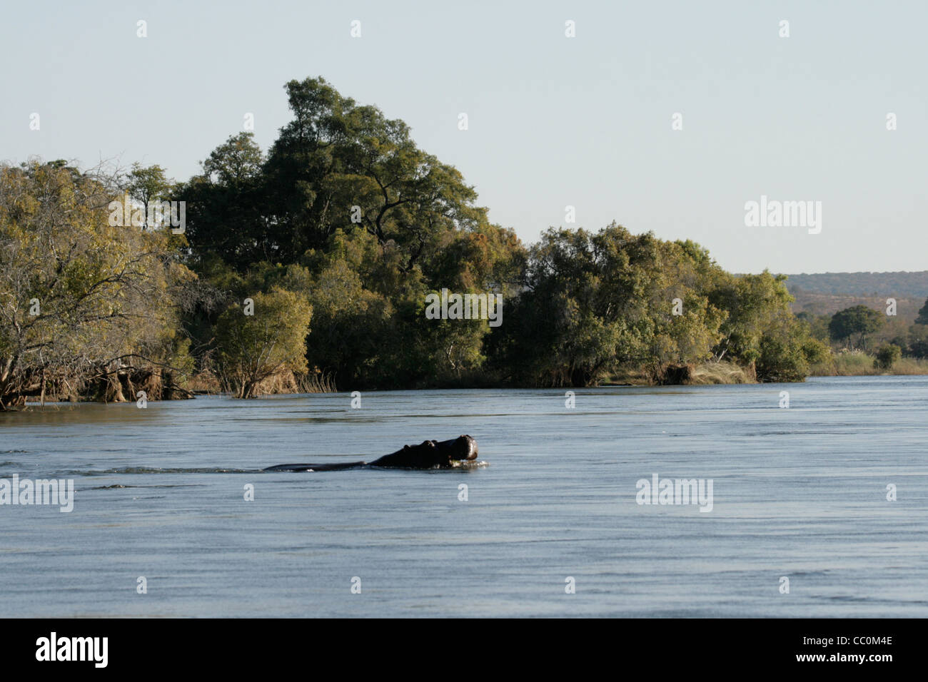 Hippo sur la rivière Zambezi (Zimbabwe/Zambie) Banque D'Images