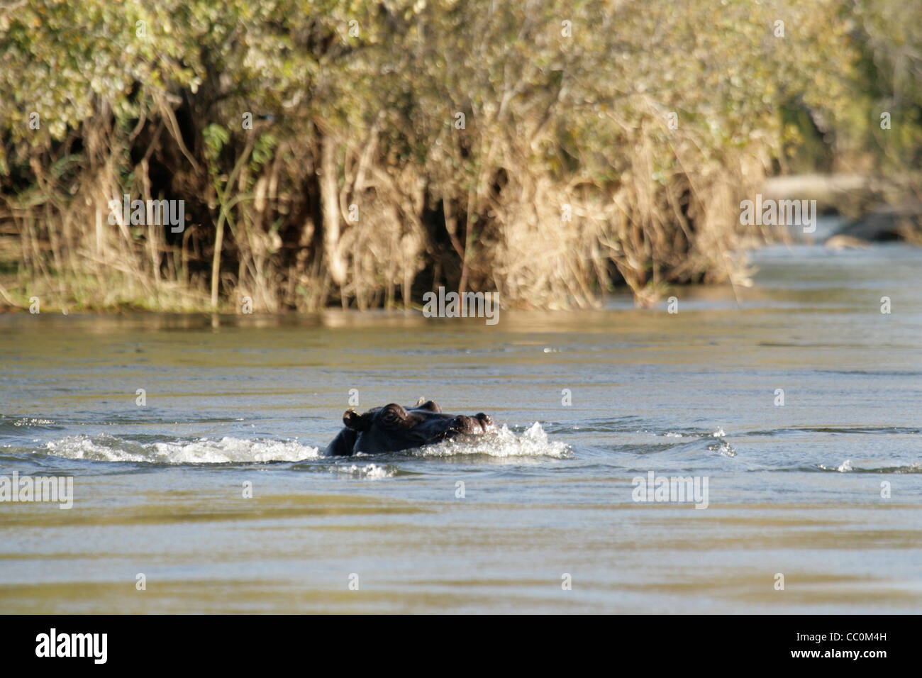 Hippo sur la rivière Zambezi (Zimbabwe/Zambie) Banque D'Images