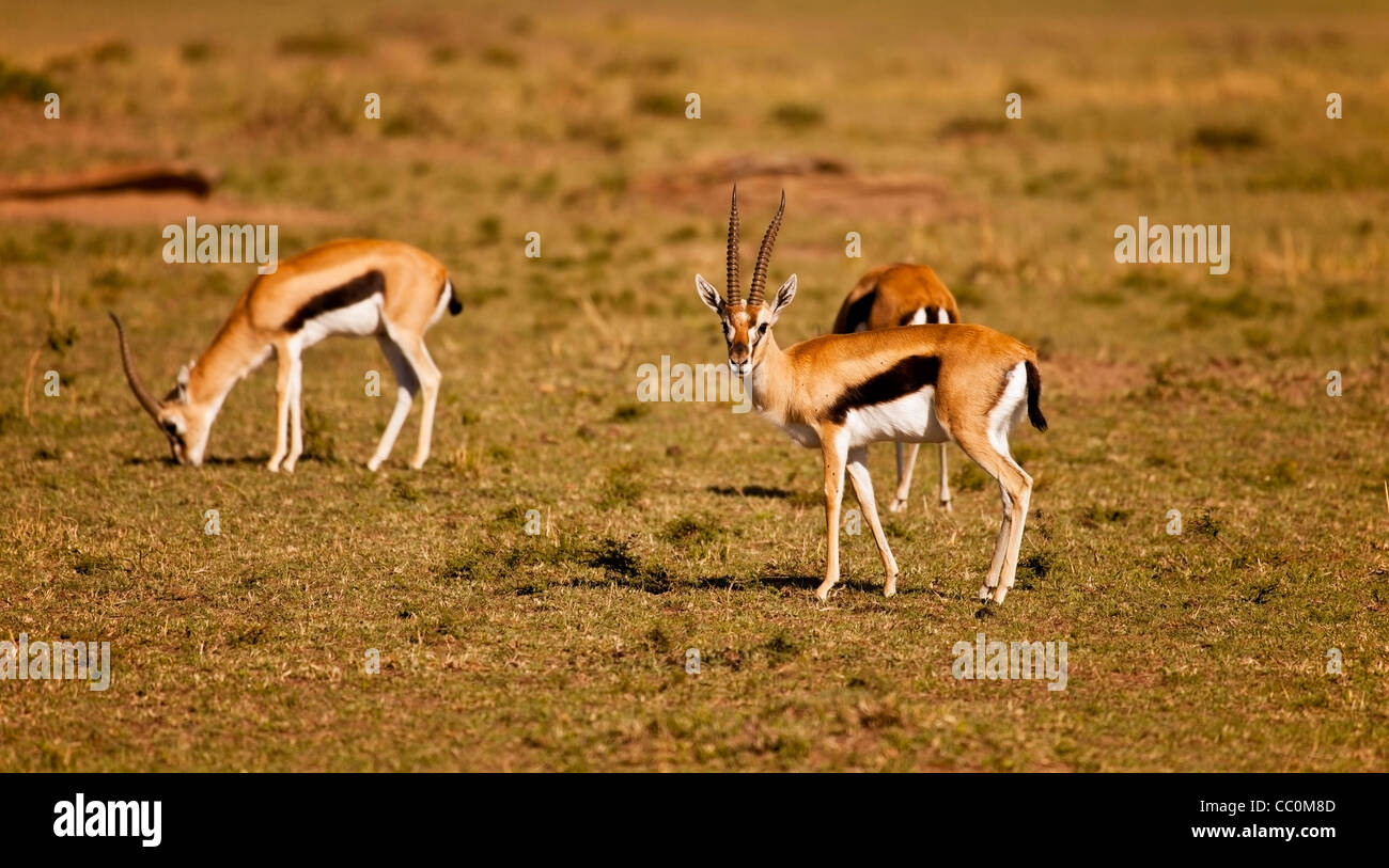 Kenya - Masai Mara - Gazelle de Thomson Banque D'Images