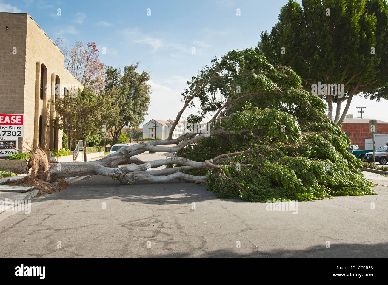 Une arborescence réduite due à des vents violents. Les vents de force ouragan renversé un grand nombre d'arbres. Banque D'Images