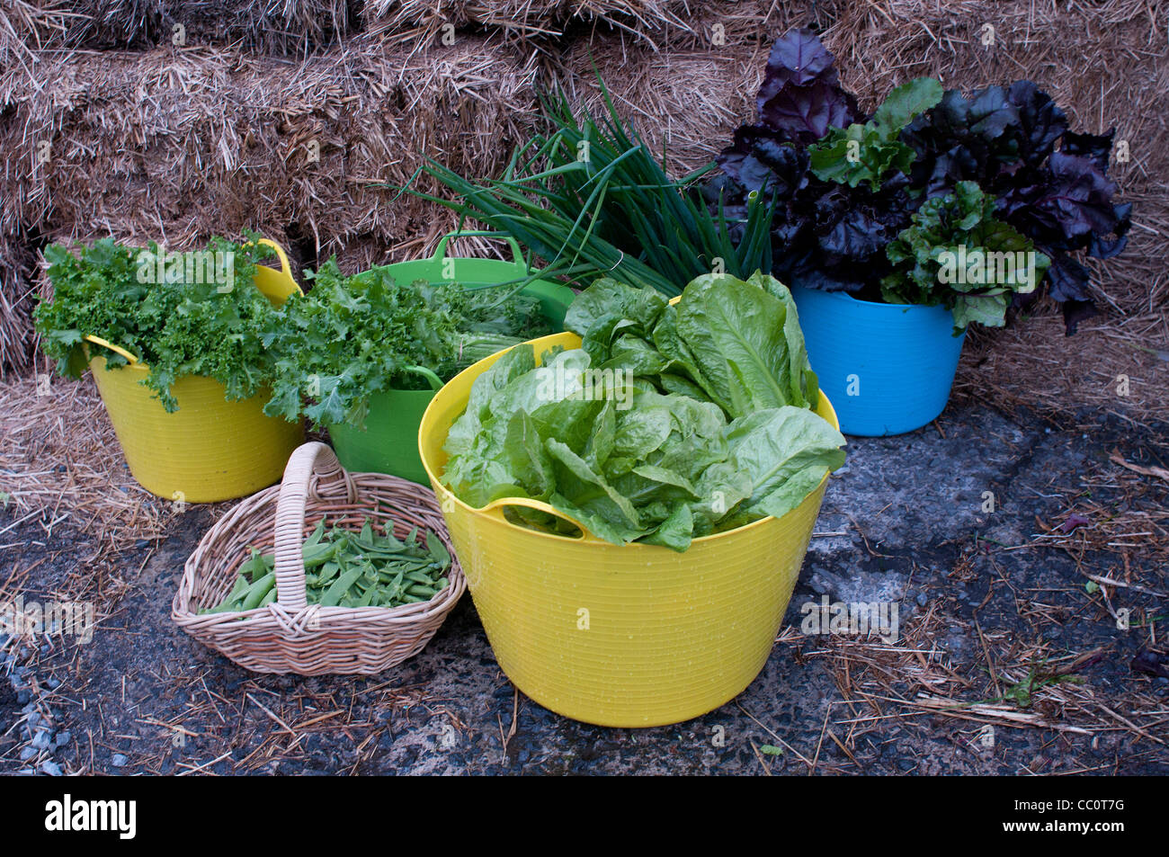 Salade de légumes verts récoltés et pois mange-tout dans du plastique trugs et panier Banque D'Images