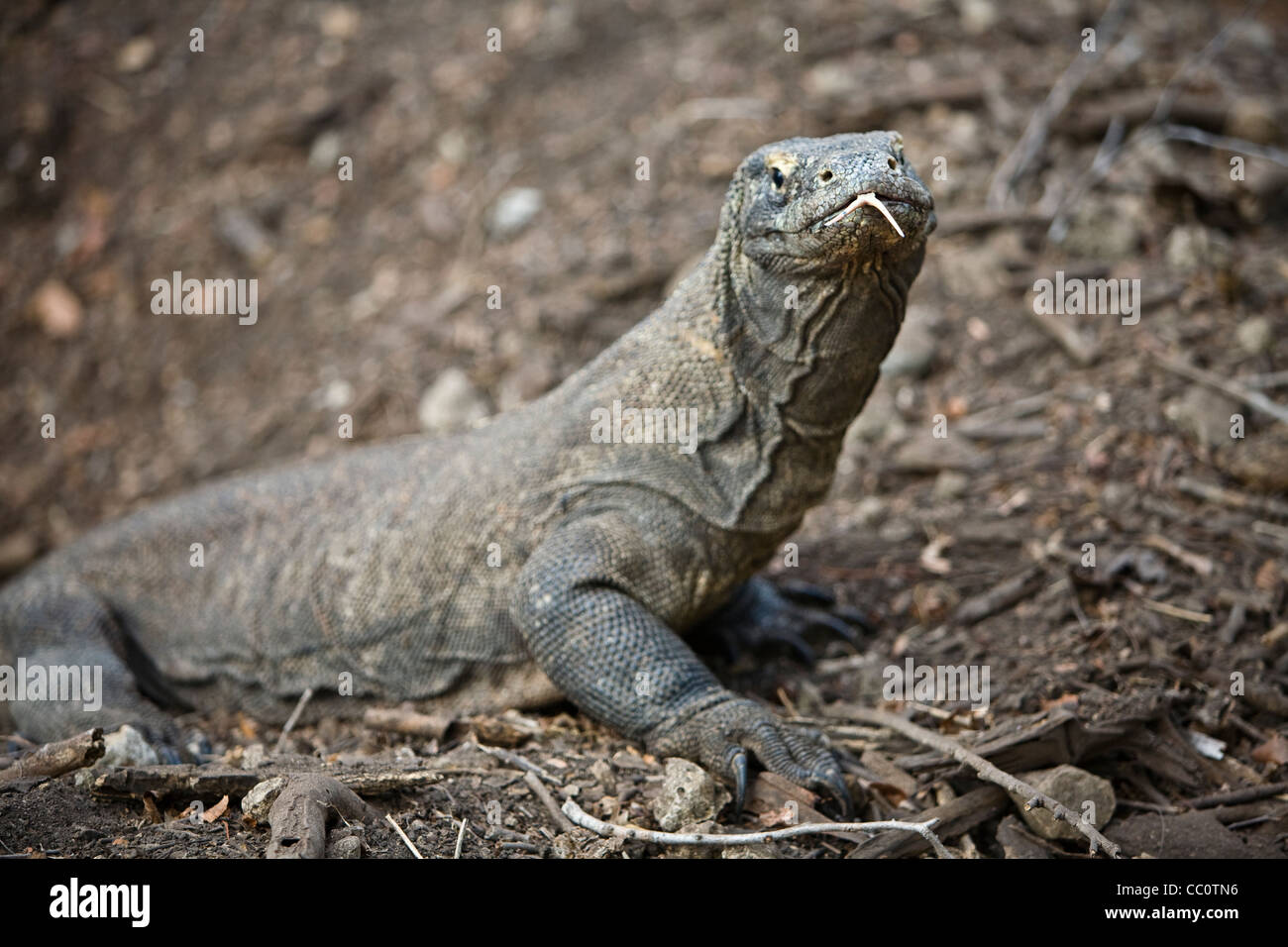 Un dragon de Komodo (Varanus komodoensis) saveurs l'air à l'aide de sa longue langue sur l'île de Komodo, en Indonésie. Banque D'Images