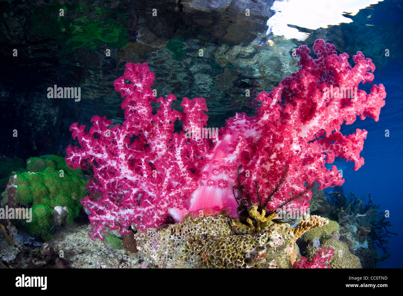 Soft coral (Dendronephthya sp.) pousse sur des récifs coralliens peu profonds au milieu d'autres invertébrés. Raja Ampat, Papouasie, Indonésie. Banque D'Images