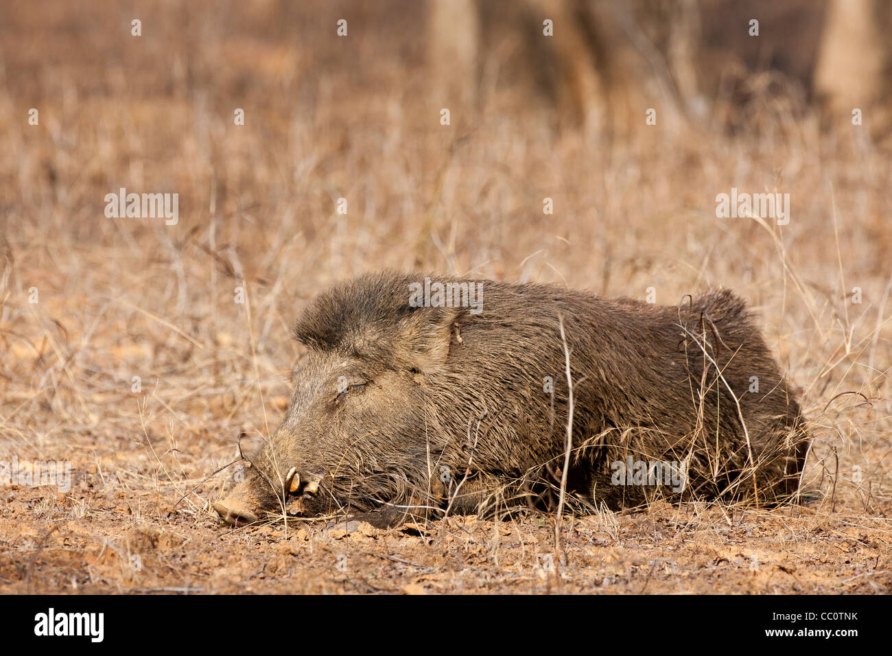 Sanglier, Sus scrofa, dans le Parc National de Ranthambhore, Rajasthan, Inde Banque D'Images