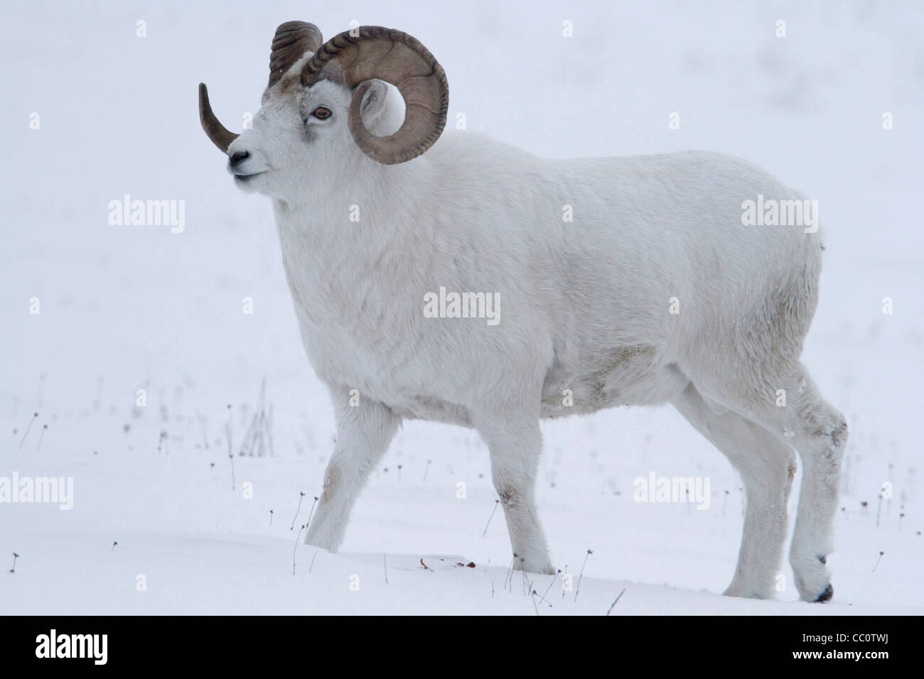 Le mouflon de Dall (Ovis dalli) ram dans la neige en col Atigun, Brooks Range, monts, de l'Alaska en Octobre Banque D'Images