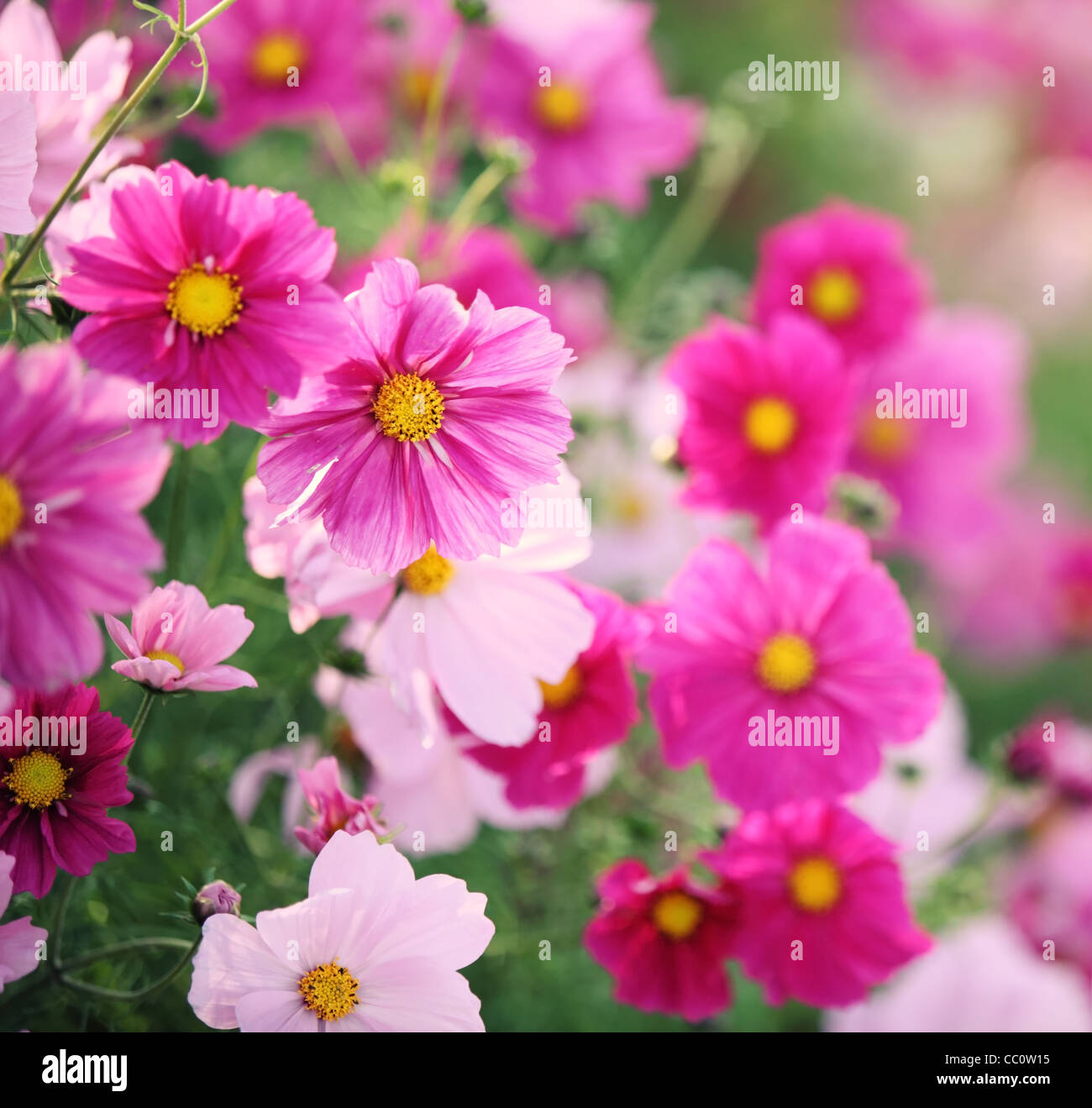 Fond de fleurs Daisy rose Banque D'Images