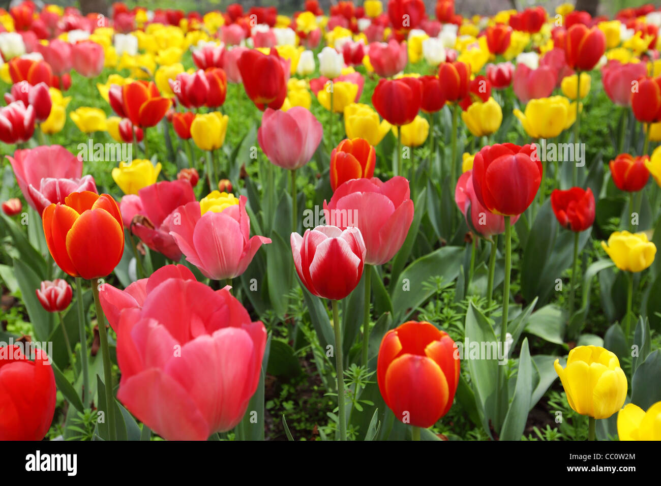 Tulip fleurs dans le parc .. Banque D'Images
