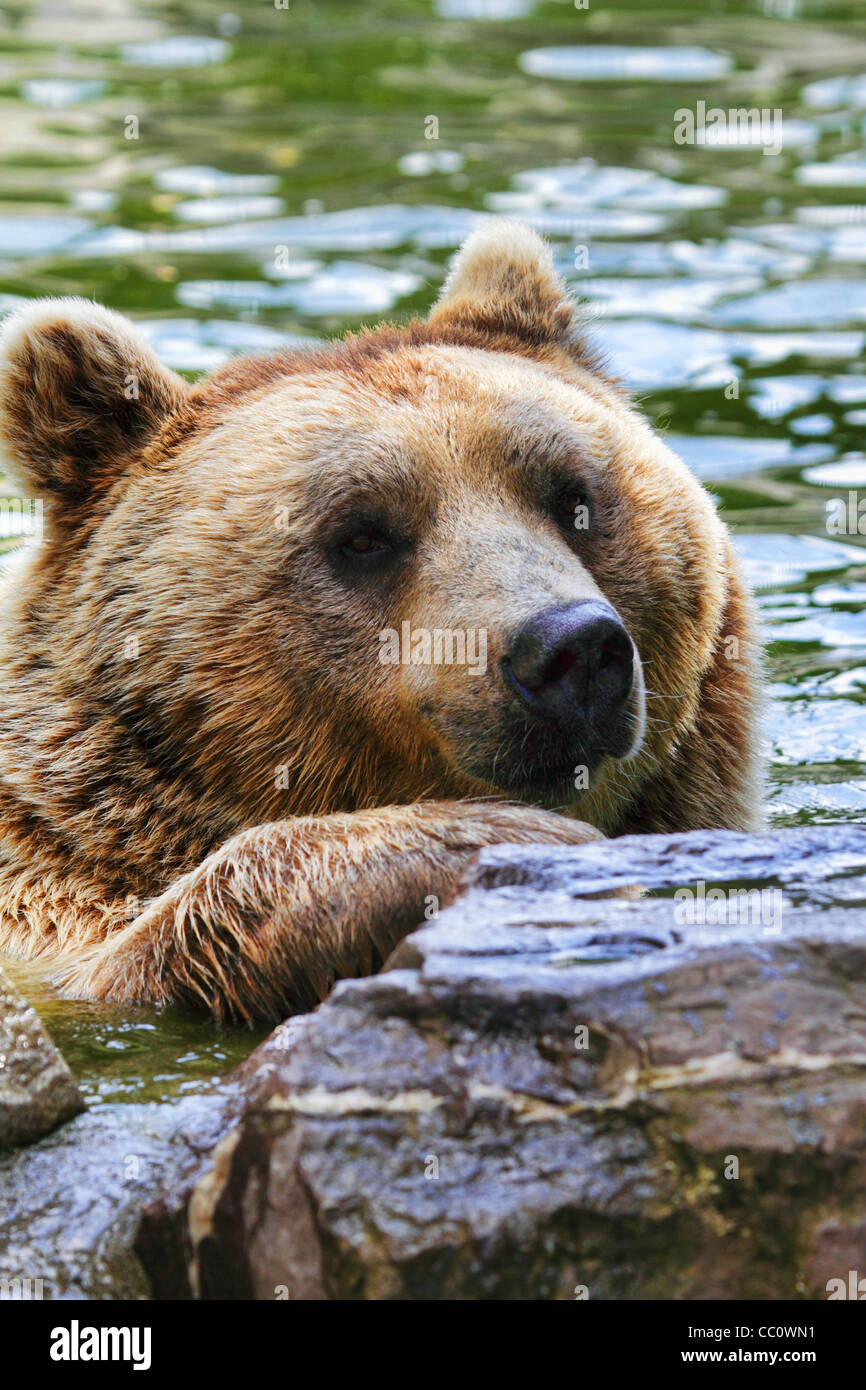 Grizzly brun dans l'eau Banque D'Images