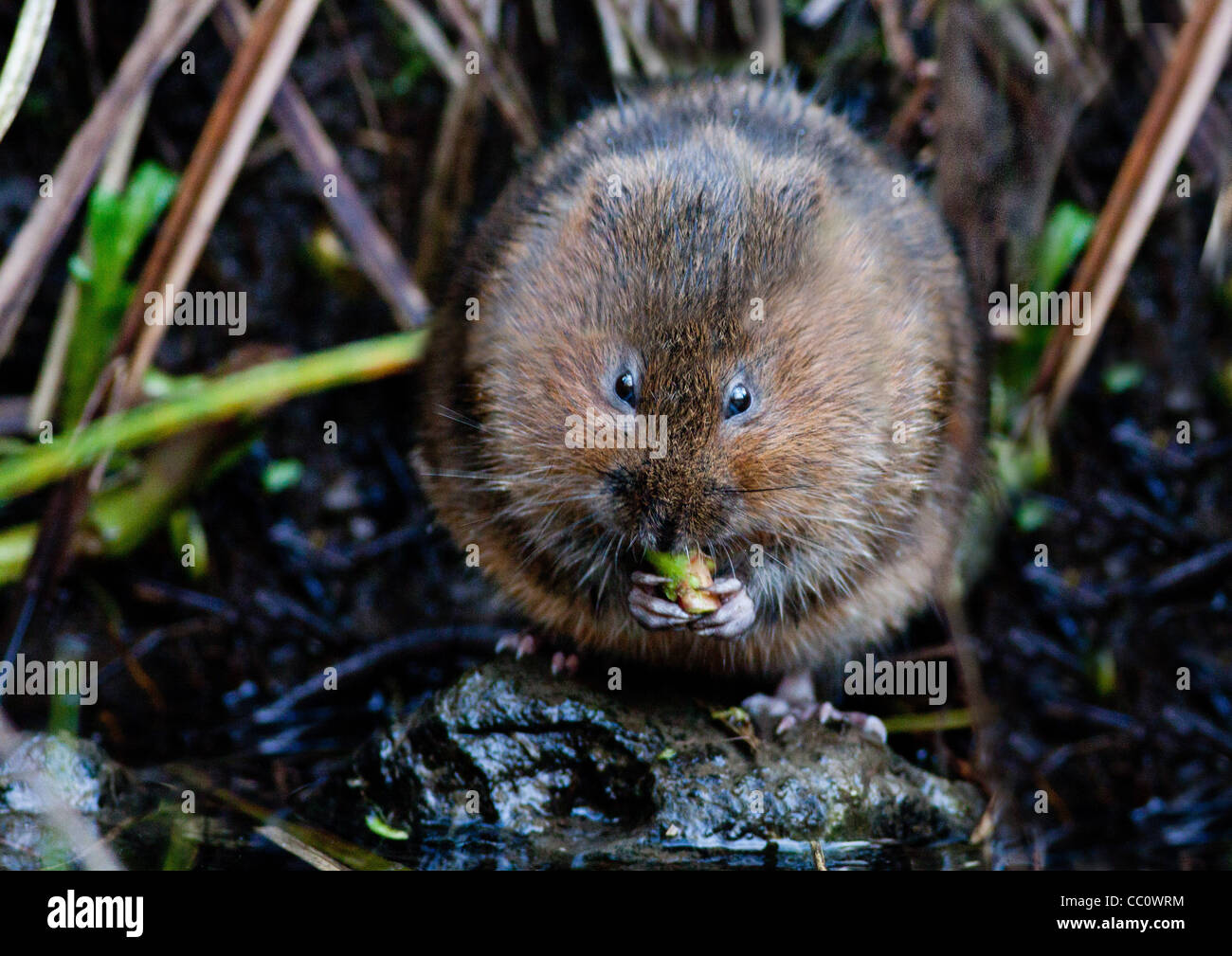 Le Campagnol de l'eau britannique ayant un peu de fête. Banque D'Images