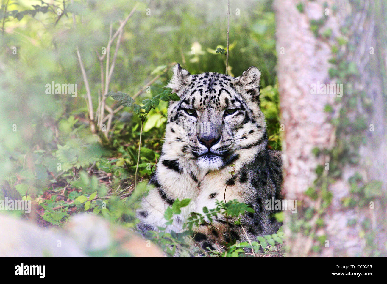 Snow Leopard - Panthera unica Banque D'Images