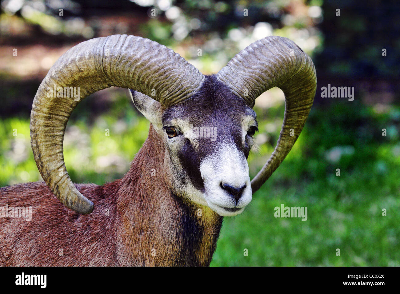 Mouflon européen - Ovis orientalis musimon Banque D'Images