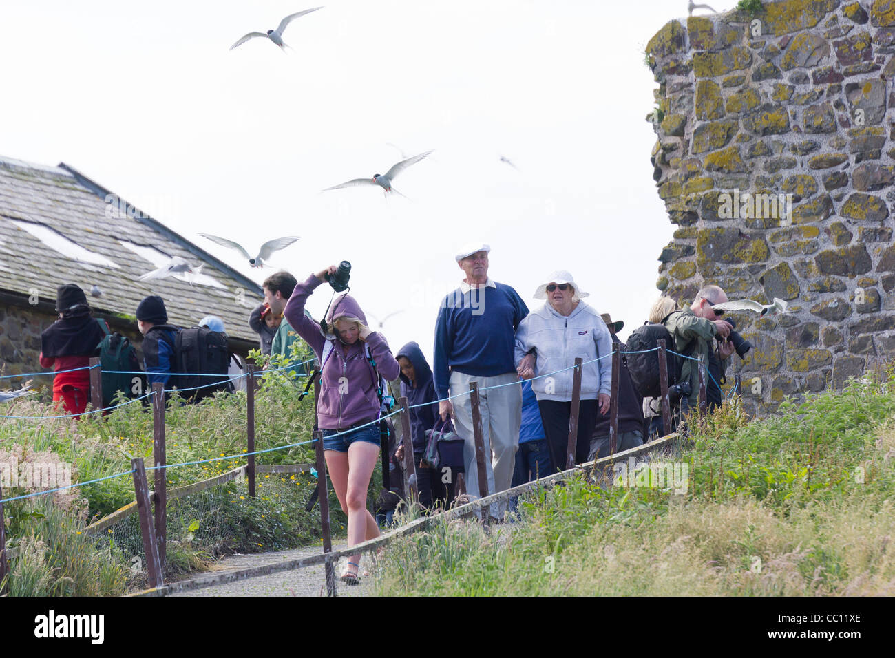 Comment vous protéger contre les attaques de la sterne arctique à l'intérieur des Iles Farne Banque D'Images