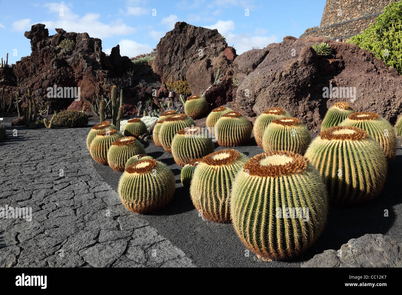 Jardin des cactus - Jardin de Cactus - sur l'île des Canaries Lanzarote, Espagne. Banque D'Images