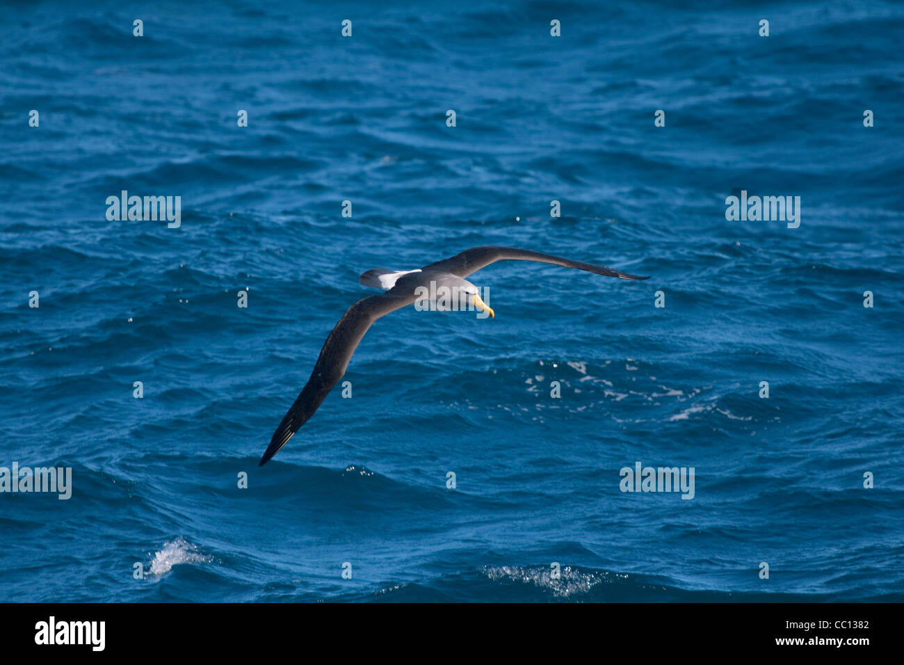 Albatros de l'Île Chatham Thalassarche eremita) (près des îles Chatham (NZ) Banque D'Images