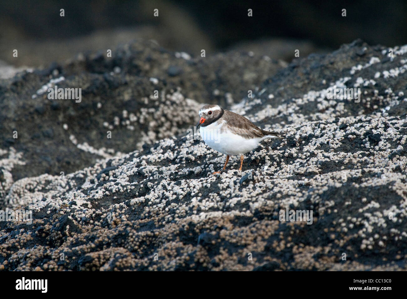 Shore siffleur (Thinornis novae-seelandiae) perché sur un rocher Banque D'Images