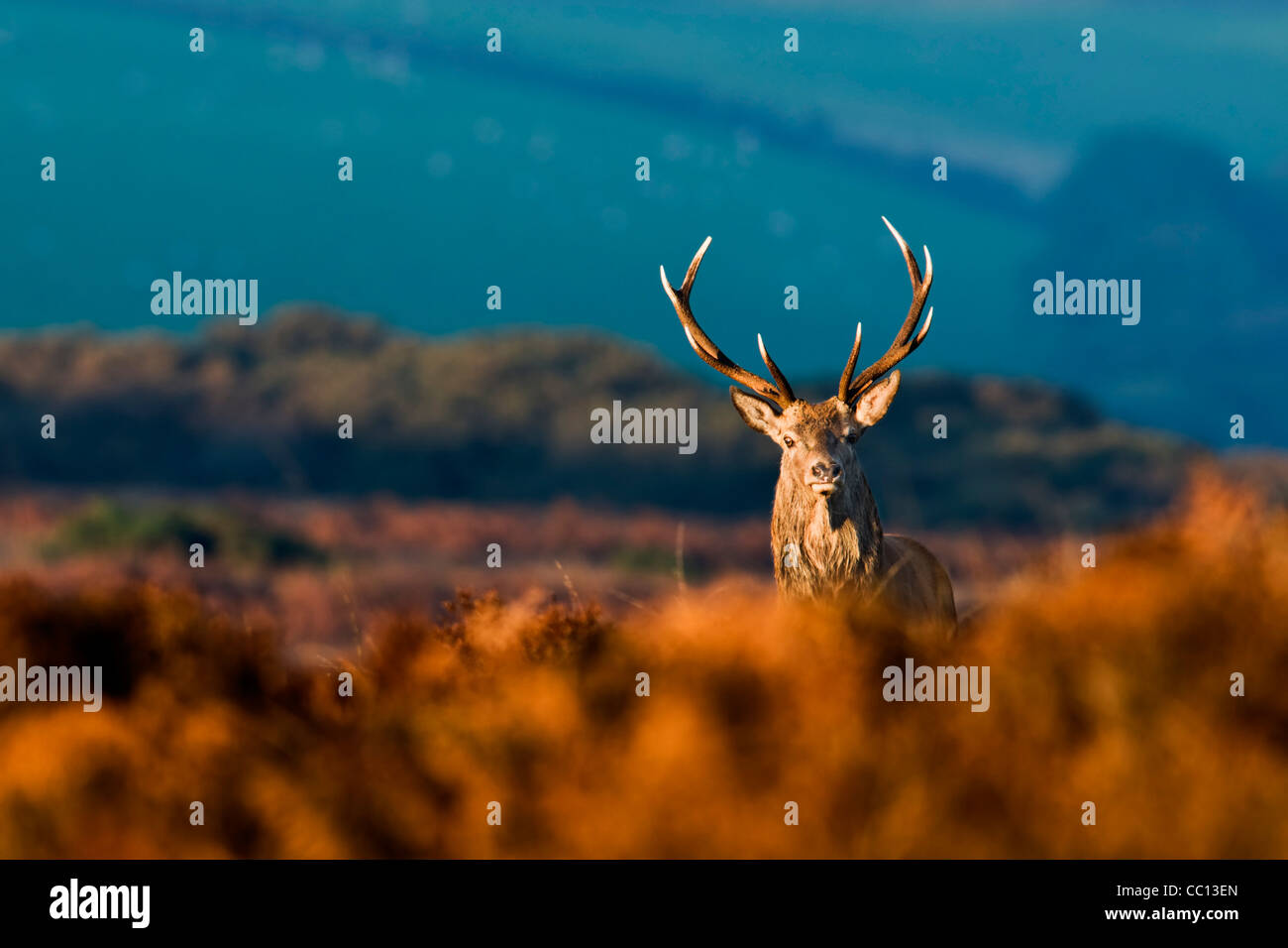 Red Deer stag en lumière dorée Banque D'Images