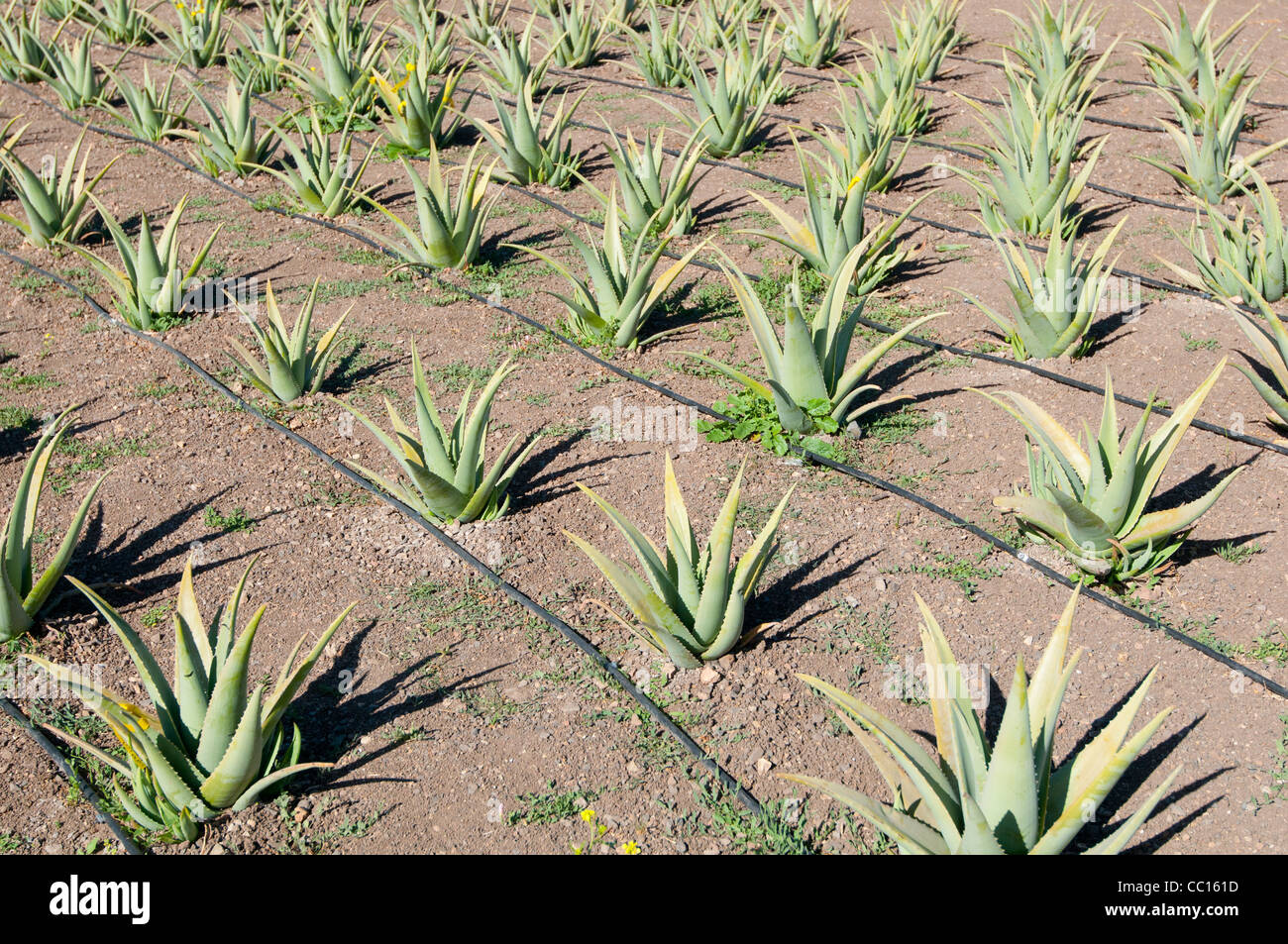 Les jeunes plants d'aloe vera avec de l'irrigation moderne Banque D'Images