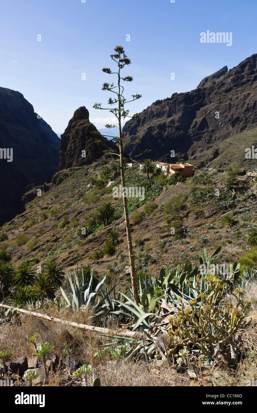 Masca, mountain village tourisme vitrine à Buenavista del Norte de Tenerife. Plantes d'aloe vera. Banque D'Images