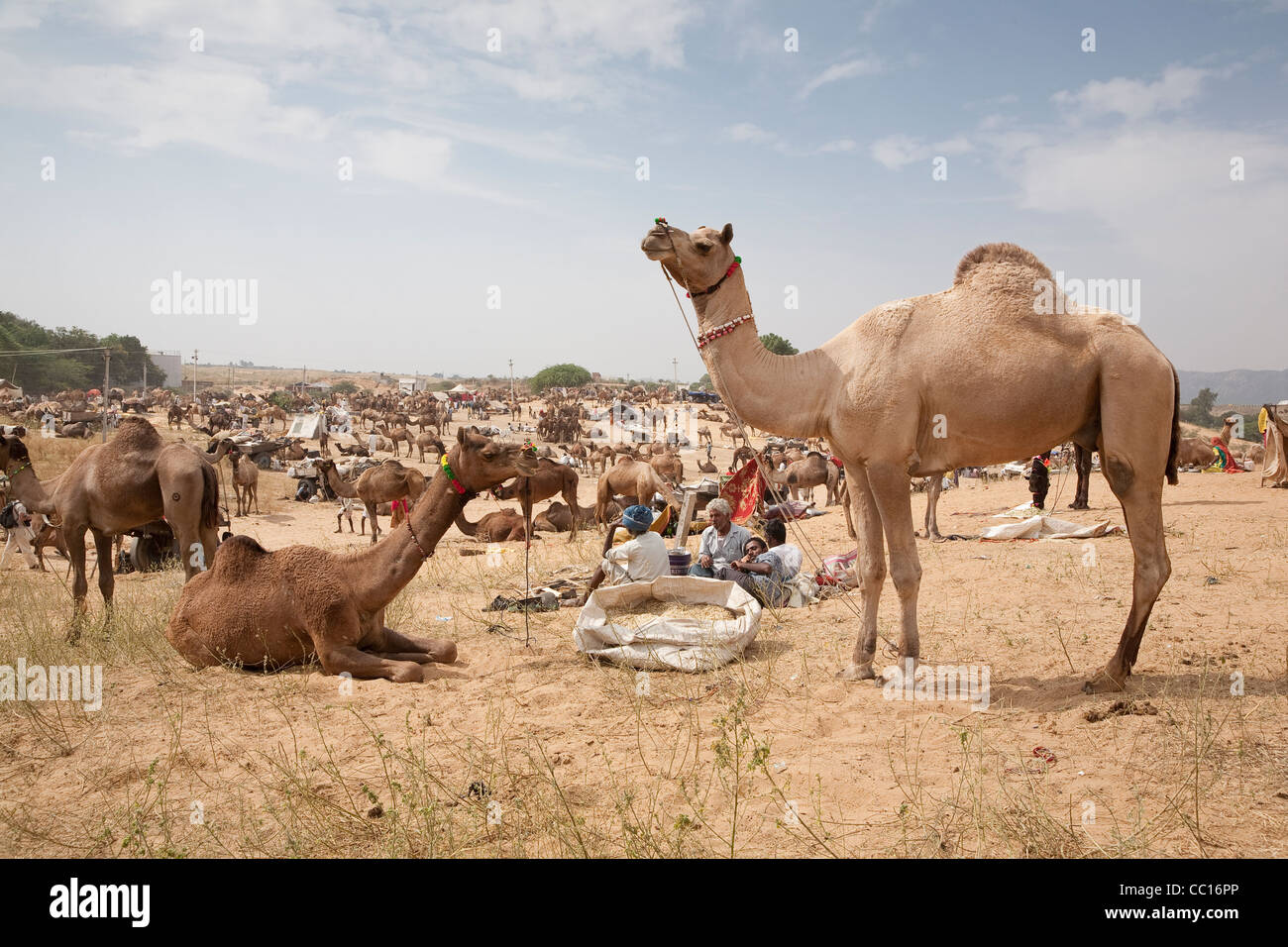 Le dromadaire chameaux à la foire de Pushkar - Rajasthan, Inde Banque D'Images