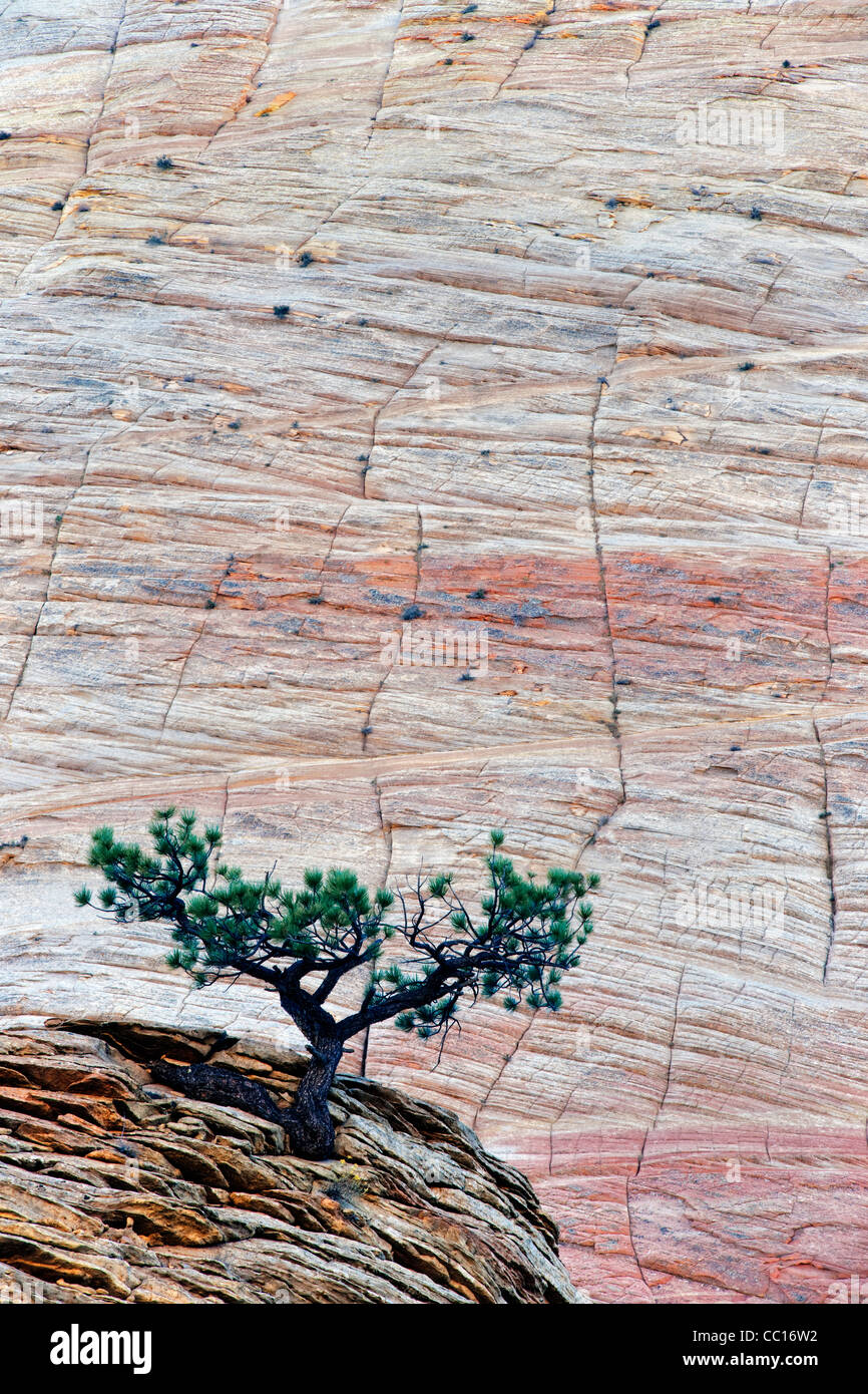 Le contexte d'un damier mesa un arbre de pin pinyon s'accroche à la vie parmi les grès de l'Utah Navajo dans Zion National Park. Banque D'Images