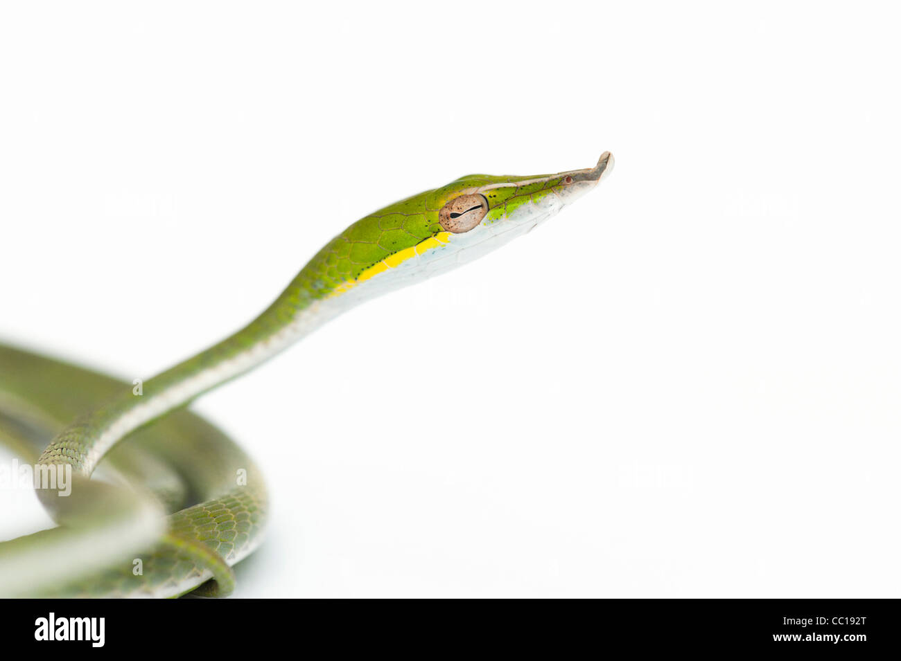Ahaetulla nasuta . Serpent de vigne verte juvénile sur fond blanc Banque D'Images