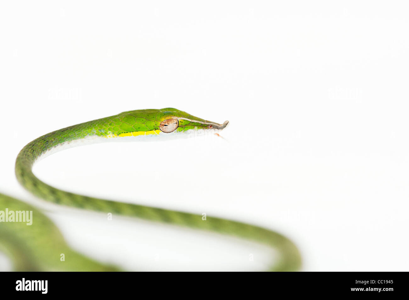 Ahaetulla nasuta . Serpent de vigne verte juvénile sur fond blanc Banque D'Images