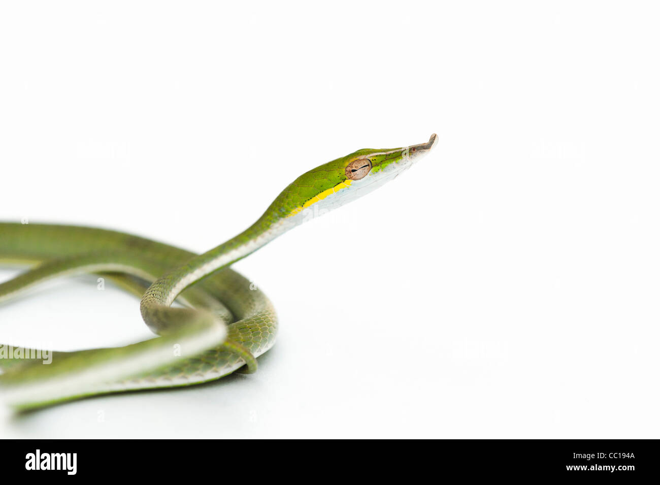 Ahaetulla nasuta . Serpent de vigne verte juvénile sur fond blanc Banque D'Images