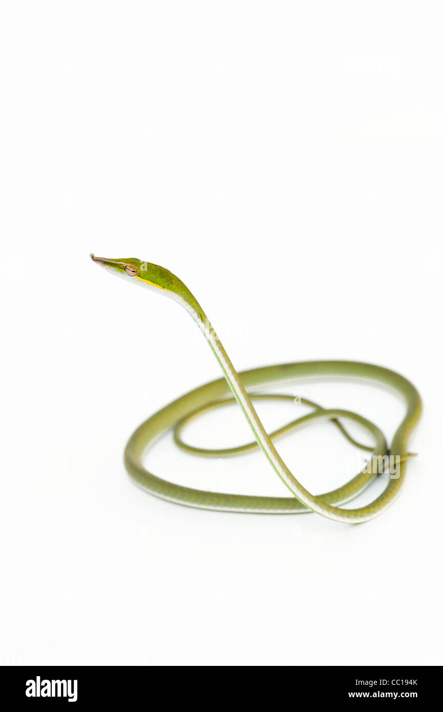 Ahaetulla nasuta . Serpent de vigne verte juvénile sur fond blanc Banque D'Images