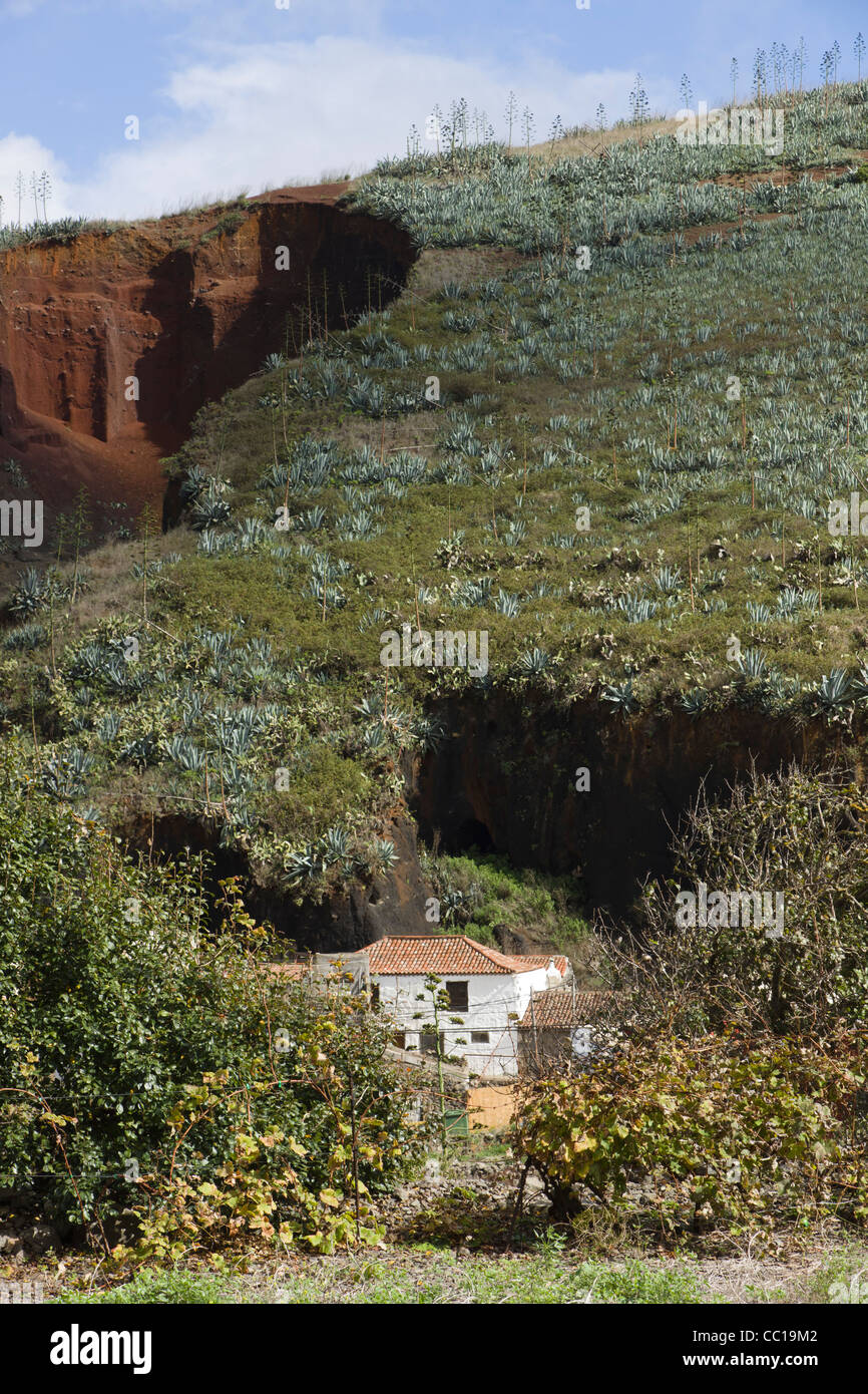 Extrait de la colline de La Montañeta, Las Portelas, Tenerife, avec plantations d'aloe vera sur le dessus. Banque D'Images