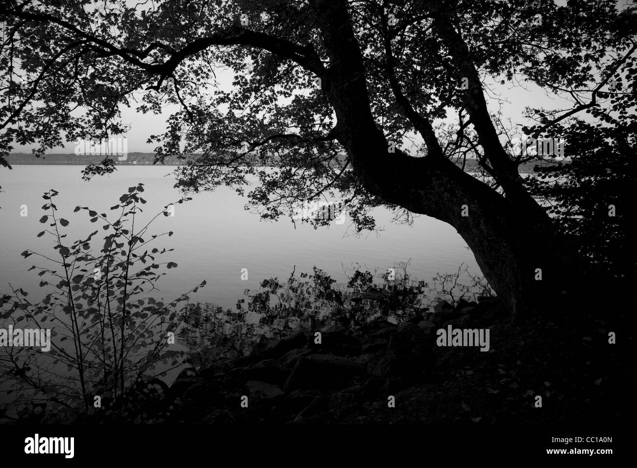 Image en noir et blanc d'un arbre penché frames d'autres plantes et laisser silhouettes près du lac dans la lumière du soir. Banque D'Images