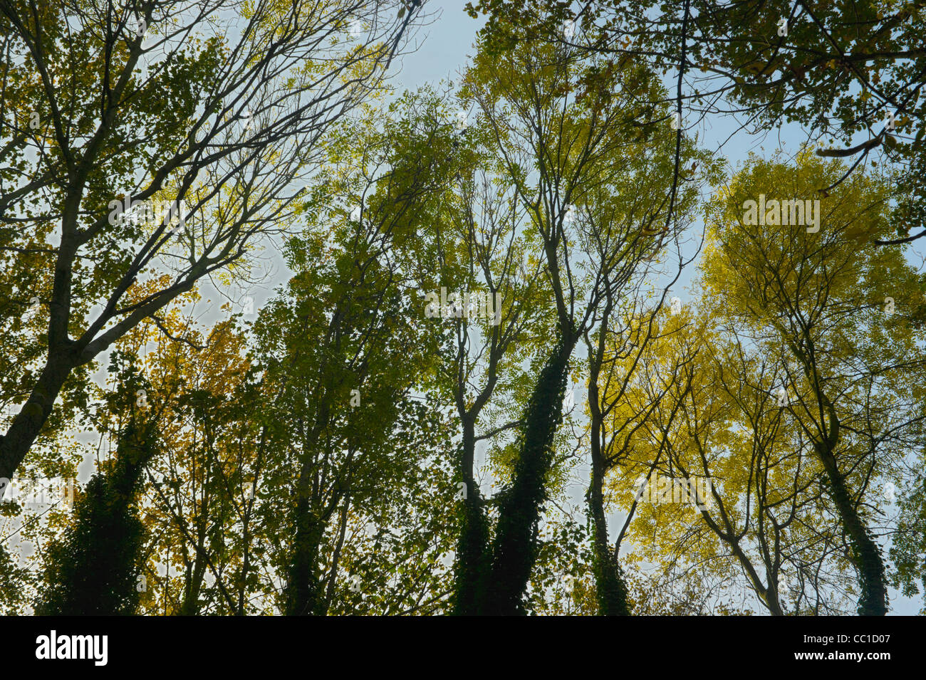 Soleil d'automne vu à travers le couvert dense des arbres sur pied du Parc , une ligne de chemin de fer désaffectées venir sentier nature dans le nord de Londres Banque D'Images