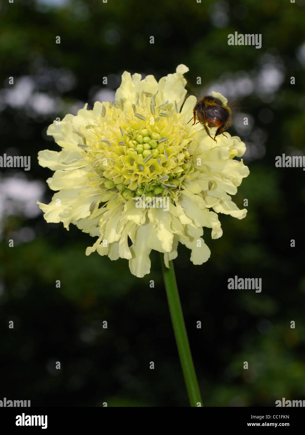 L'abeille atterrit sur le géant Scabious - Cephalaria gigantea Banque D'Images