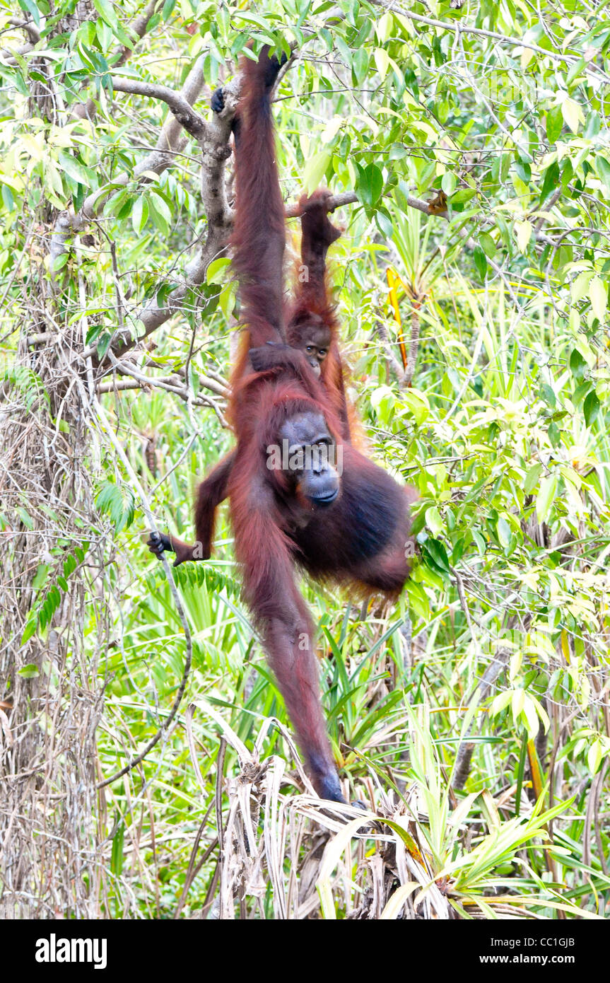 Une femelle orang-outang sauvages adultes avec sa progéniture sur la rive de la rivière Sekonyer, parc national de Tanjung Puting, Bornéo. Banque D'Images