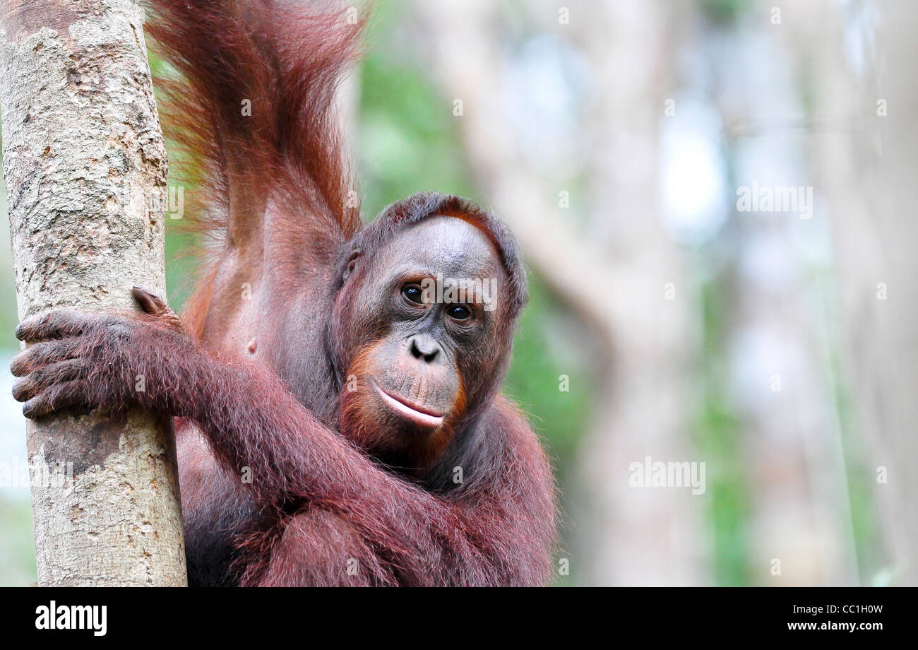 Une nature sauvage mais habitué des profils orang-outan orang-outan l'orang-outan tient un tronc d'arbre ; parc national de Tanjung Puting. Banque D'Images