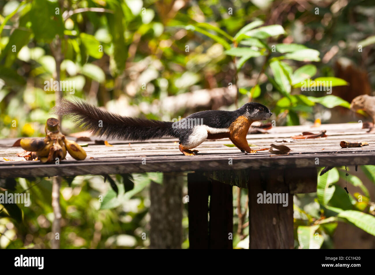 Un écureuil du Prevost récupère à l'alimentation de l'orang-outan, parc national de Tanjung Puting, Kalimantan Tengah, Bornéo Banque D'Images