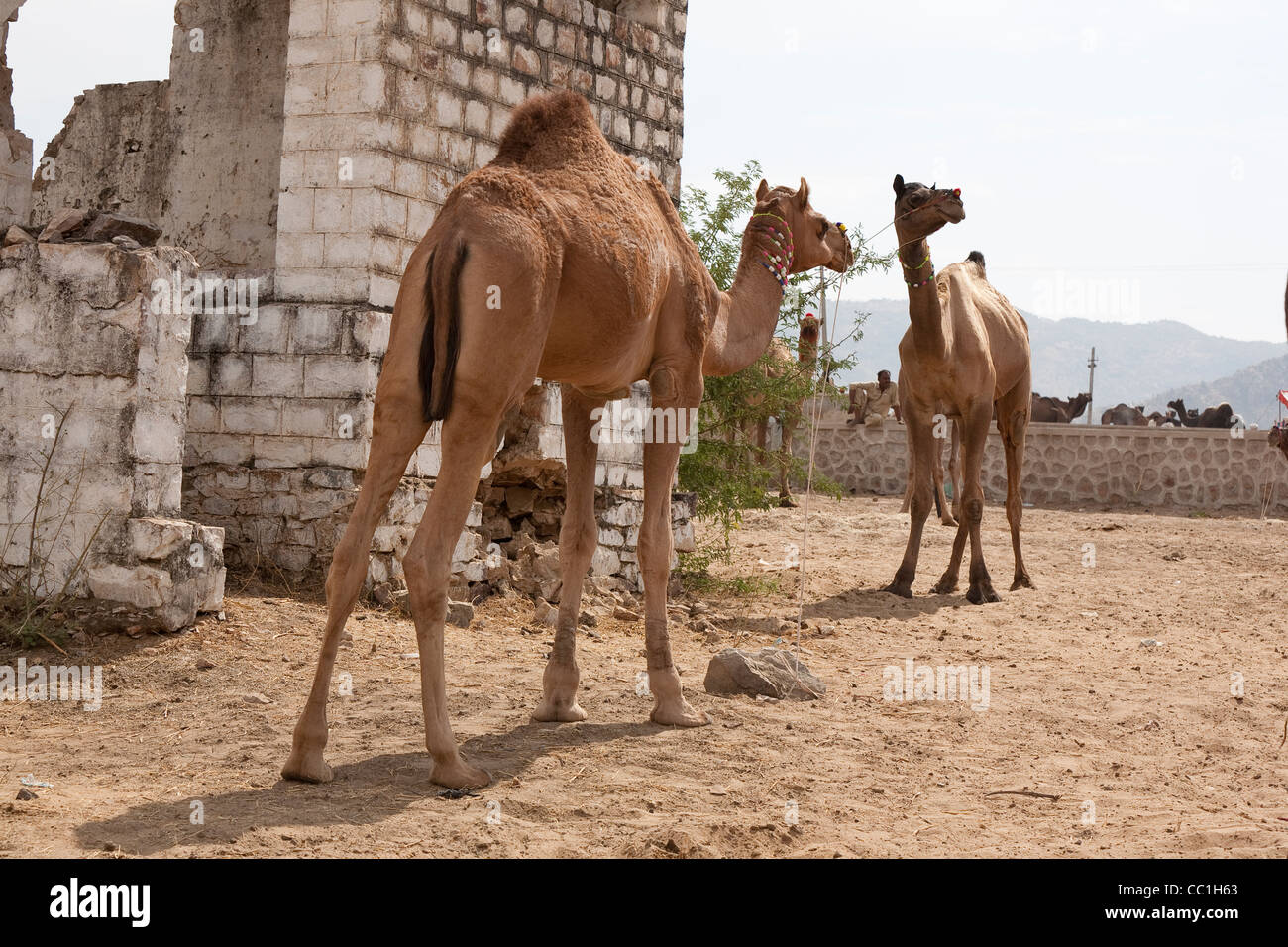 Deux chameaux dromadaire à la foire de Pushkar - Rajasthan, Inde Banque D'Images
