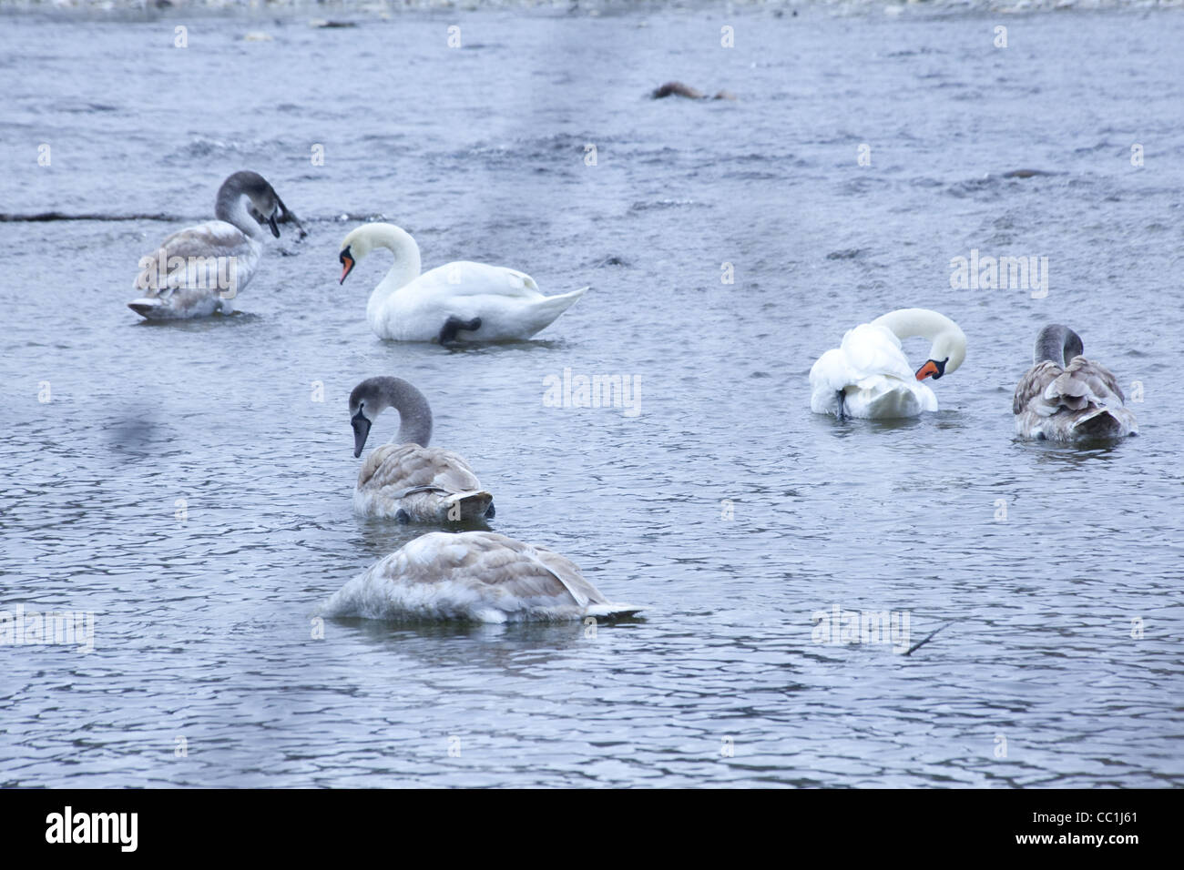 Six cygnes baignoire et nettoyer eux-mêmes dans les eaux bleu froid dans le fleuve Isar, Munich, Allemagne. Banque D'Images